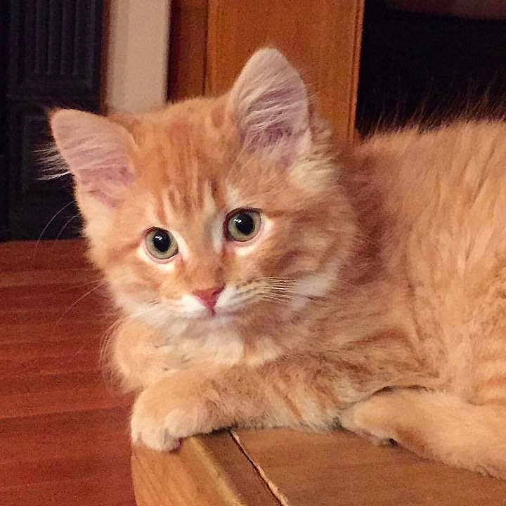 Sheldon
