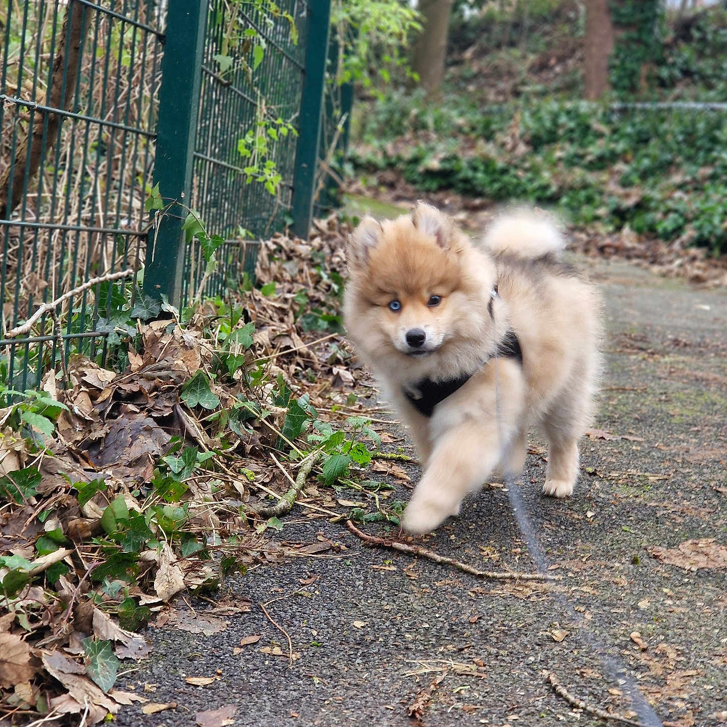 Baloo participe au concours pour gagner de l'argent avec cette photo : animal, blue_eye, canine, curious, cute, dog, fence, fluffy, forest, greenery, leash, leaves, nature, outdoor, path, pet, plants, puppy, walking, young_dog