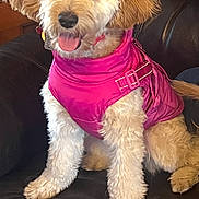 Sophie joined the competition — help win amazing prizes! animal, canine, companion, cozy, cute, dog, domestic_animal, fluffy, fur, fur_texture, happy, household, indoor, leather_couch, pet, pink_jacket, portrait, sitting, small_dog, tongue_out