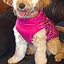 animal, canine, companion, cozy, cute, dog, domestic_animal, fluffy, fur, fur_texture, happy, household, indoor, leather_couch, pet, pink_jacket, portrait, sitting, small_dog, tongue_out