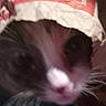 Fancy is registered to the contest to win money with this photo: animal, blurry, brown, cat, close_up, curious, dark_background, domestic_animal, face, funny, fur, headwear, indoor, paper_bag, pet, pink_nose, playful, unfocused, whiskers, white