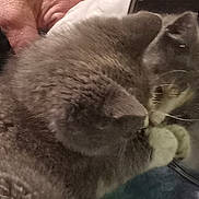 Fancy joined the competition — help win amazing prizes! abyssinian, accessories, angora, animal, blackcat, bodypart, cat, computer, ear, electronics, face, glasses, head, kitten, manx, person, pet, selfie, siamese, sleeping