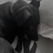 Winnie joined the competition — help win amazing prizes! dog, black_dog, pet, animal, sleeping, resting, blanket, indoor, cozy, fur, collar, tail, paw, cute, calm, relaxing, monochrome, portrait, closeup, companion