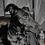 dog, black_dog, pet, indoor, portrait, side_view, curtain, potted_plant, water_bottle, wooden_surface, collar, fur, animal, looking_away, domestic, close_up, seated, calm, houseplant, natural_light