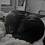Winnie is registered to the contest to win money with this photo: dog, black_dog, sleeping, blanket, indoor, cozy, fur, pet, resting, curled_up, window, curtains, bed, furniture, calm, domestic_animal, nap, soft_texture, peaceful, animal