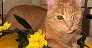 Tweaker joined the competition — help win amazing prizes! cat, one-eyed, orange_cat, artificial_flowers, sunflowers, yellow_surface, indoor, kitchen, cabinet, table, pet, whiskers, fur, relaxed, animal, closeup, domestic_cat, cute, one_eye, cozy