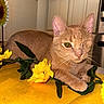 cat, one-eyed, orange_cat, artificial_flowers, sunflowers, yellow_surface, indoor, kitchen, cabinet, table, pet, whiskers, fur, relaxed, animal, closeup, domestic_cat, cute, one_eye, cozy