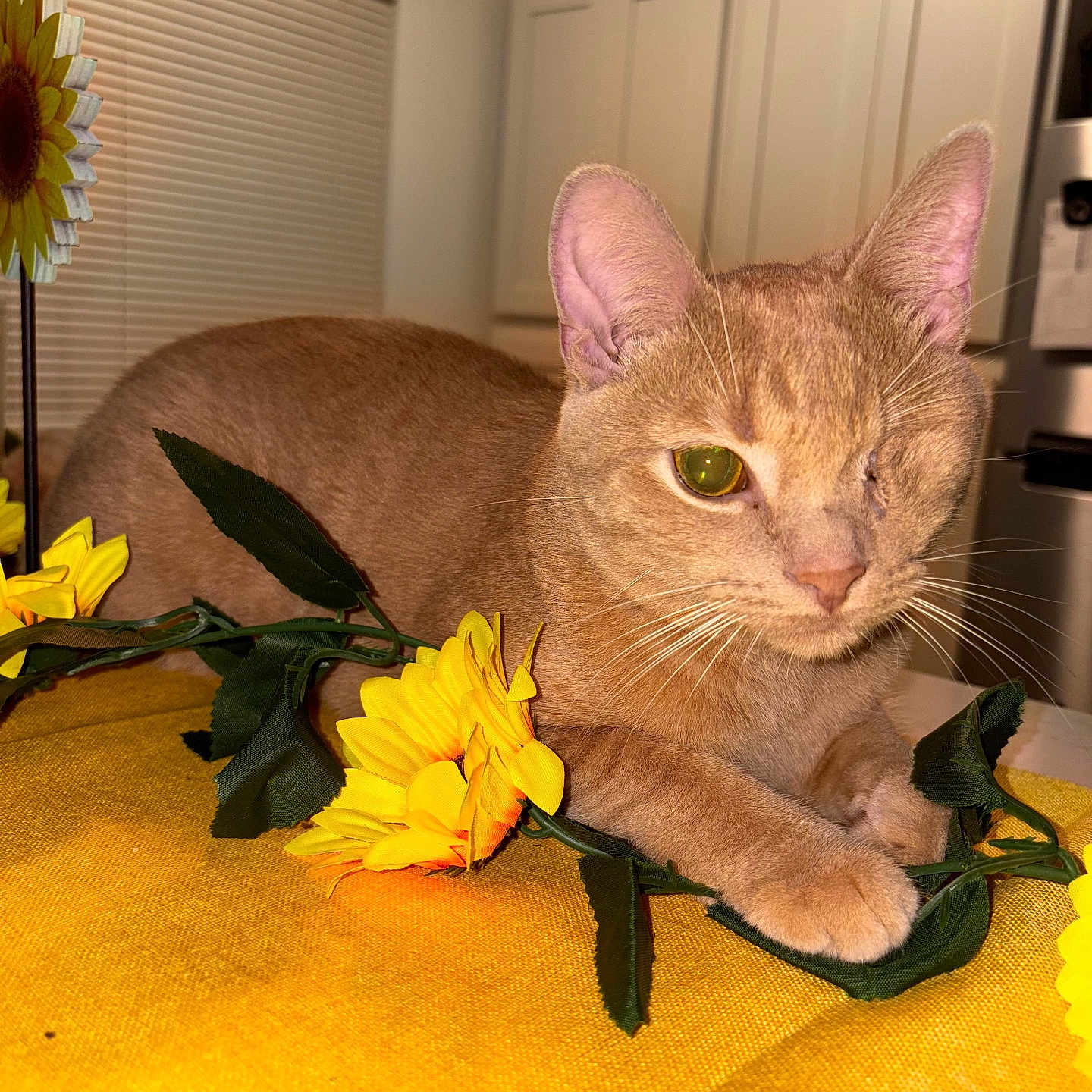 Tweaker joined the competition — help win amazing prizes! cat, one-eyed, orange_cat, artificial_flowers, sunflowers, yellow_surface, indoor, kitchen, cabinet, table, pet, whiskers, fur, relaxed, animal, closeup, domestic_cat, cute, one_eye, cozy