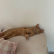 Tweaker is registered to the contest to win money with this photo: cat, orange_cat, sleeping, couch, pillow, indoor, cozy, relaxation, feline, pet, fur, whiskers, resting, home, comfort, tabby, cute, nap, soft, domestic_animal
