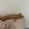 cat, orange_cat, sleeping, couch, pillow, indoor, cozy, relaxation, feline, pet, fur, whiskers, resting, home, comfort, tabby, cute, nap, soft, domestic_animal