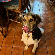 Hershey joined the competition — help win amazing prizes! animal, brown_white_fur, collar, cute, dog, dog_tag, domestic_animal, ears, eyes, floor, furniture, indoor, looking_up, nose, pet, table, tablecloth, tile_floor, tongue_out, wooden_chair