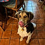 animal, brown_white_fur, collar, cute, dog, dog_tag, domestic_animal, ears, eyes, floor, furniture, indoor, looking_up, nose, pet, table, tablecloth, tile_floor, tongue_out, wooden_chair