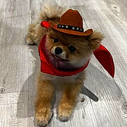 Dolly Barkin is registered to the contest to win money with this photo: dog, puppy, cowboy_hat, red_bandana, pet, cute, fluffy, indoor, floor, small_dog, costume, adorable, animal, portrait, lying_down, domestic_animal, fur, canine, headwear, playful
