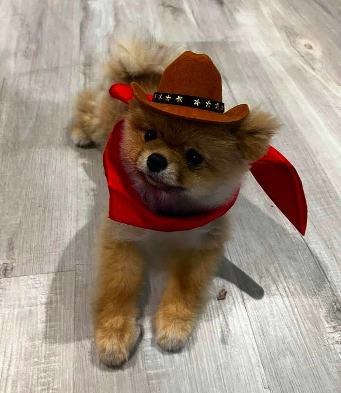 Dolly Barkin is registered to the contest to win money with this photo: dog, puppy, cowboy_hat, red_bandana, pet, cute, fluffy, indoor, floor, small_dog, costume, adorable, animal, portrait, lying_down, domestic_animal, fur, canine, headwear, playful