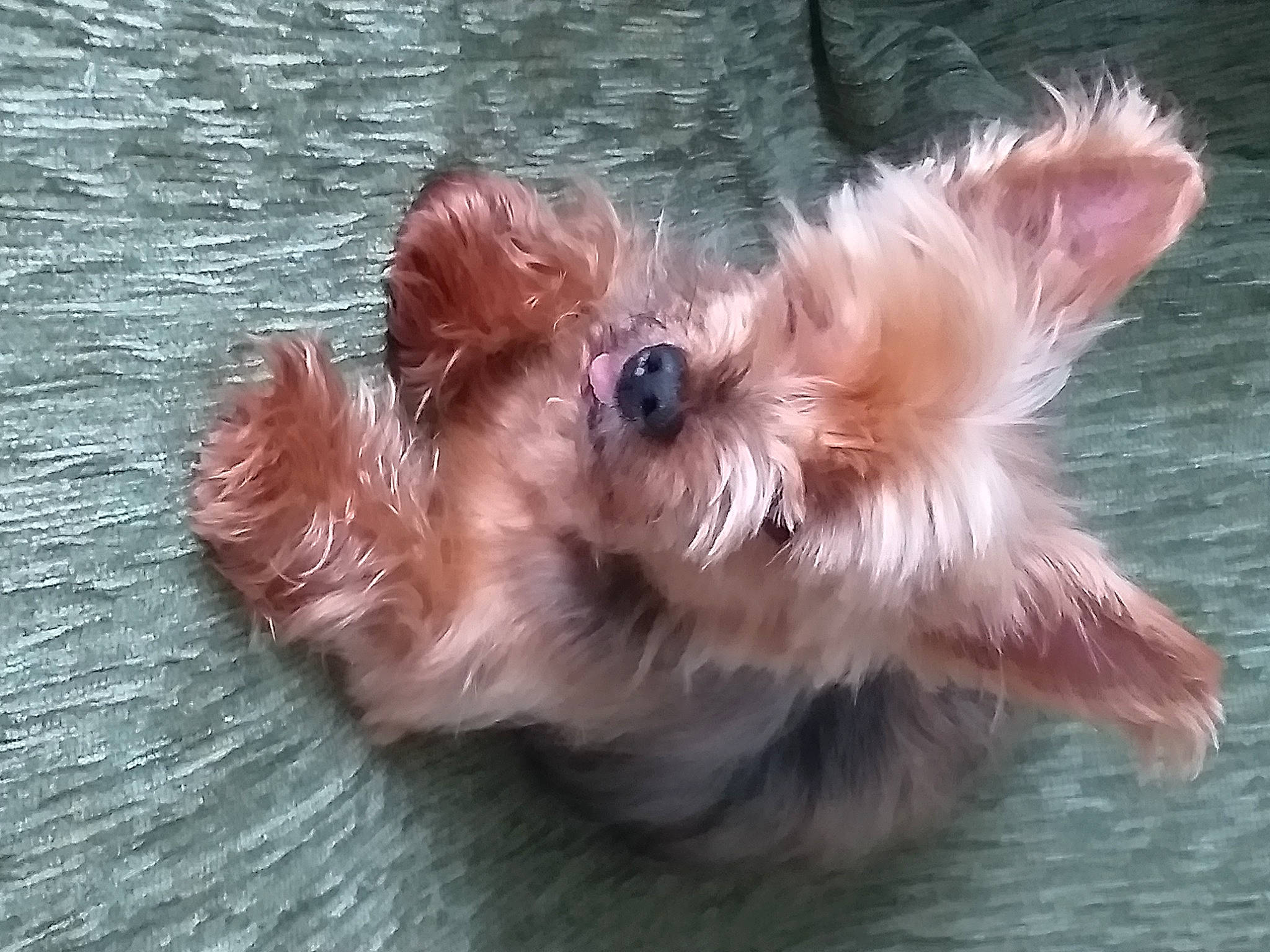 Crista participe au concours pour gagner de l'argent avec cette photo : australian_silky_terrier, biewer_terrier, canidae, carnivore, companion_dog, dog, dog_breed, dog_supply, fawn, fur, liver, small_terrier, snout, sporting_group, terrier, toy, toy_dog, water, working_animal, yorkshire_terrier