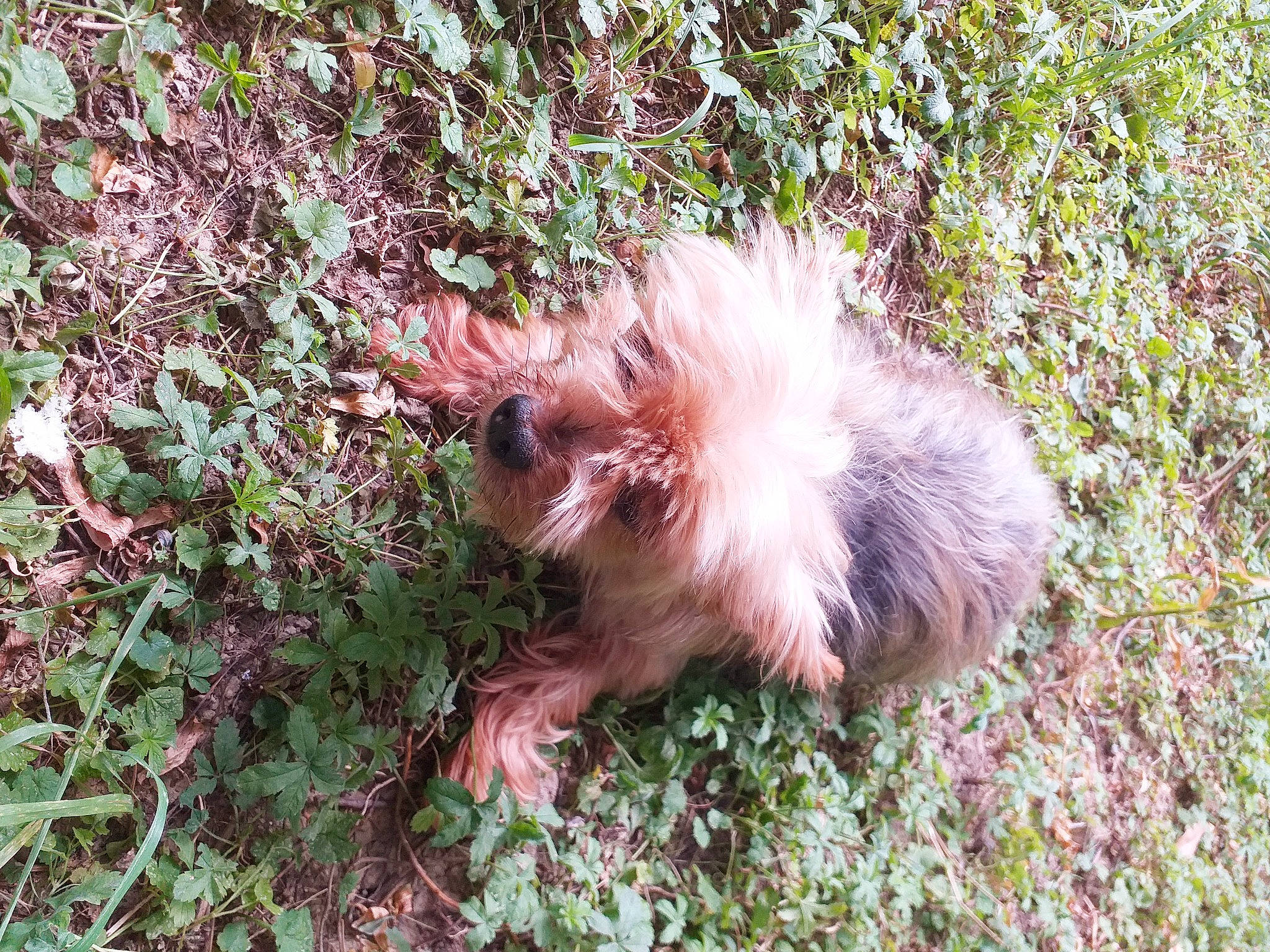 Crista a rejoint le concours — aidez-le/la à gagner de superbes lots ! canidae, carnivore, companion_dog, dog, dog_breed, fawn, felidae, fur, grass, groundcover, liver, plant, small_to_medium_sized_cats, snout, sporting_group, tail, terrier, toy_dog, whiskers, wildlife