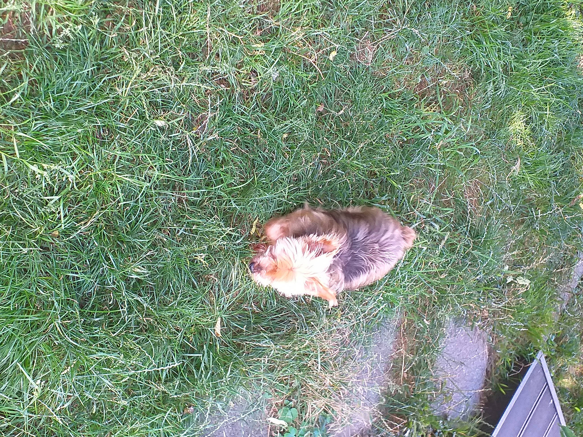 Crista a rejoint le concours — aidez-le/la à gagner de superbes lots ! canidae, fur, grass, grass_family, groundcover, lawn, people_in_nature, plant, shrub, soil, sporting_group, tail, terrestrial_animal, terrestrial_plant, wildlife