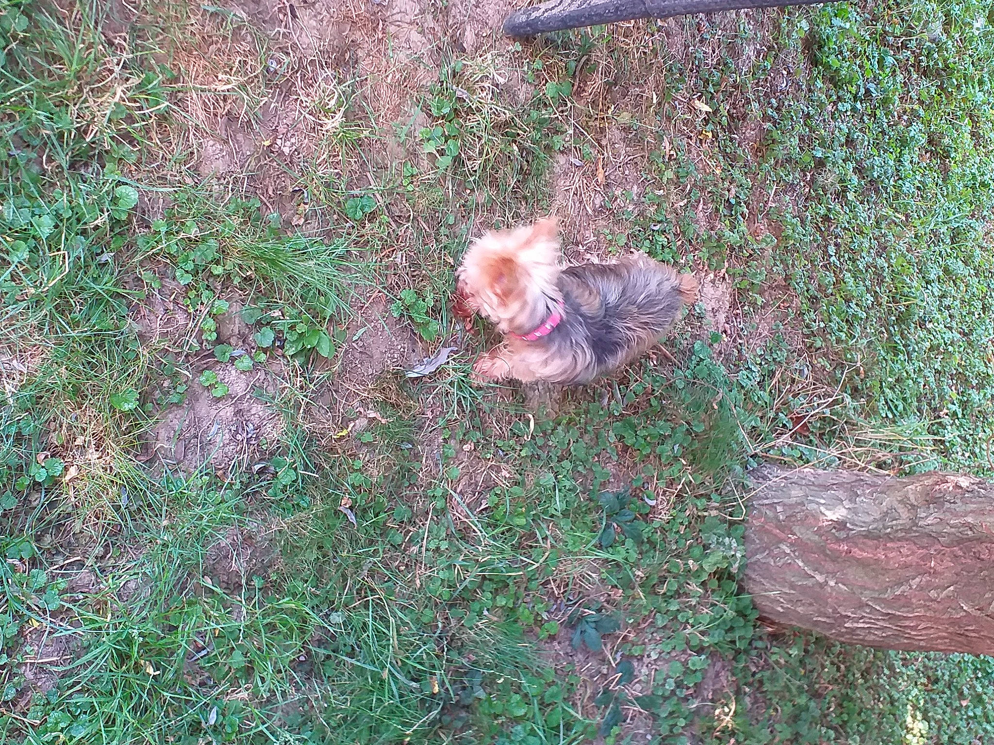 Crista participe au concours pour gagner de l'argent avec cette photo : canidae, carnivore, companion_dog, dog, dog_breed, fawn, garden, grass, grass_family, groundcover, lawn, plant, shrub, soil, sporting_group, tail, terrier, toy_dog, vegetation, water_dog