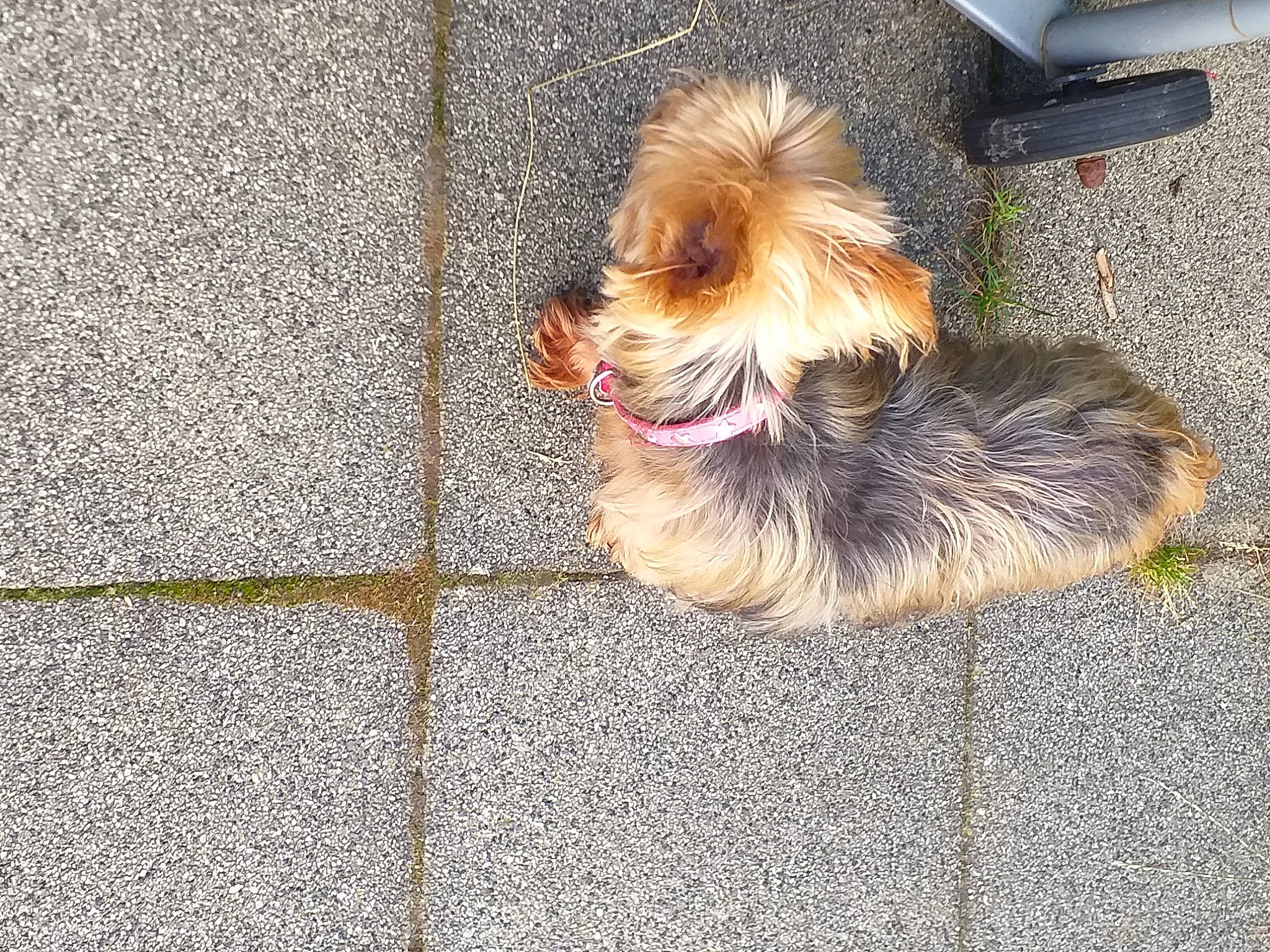 Crista participe au concours pour gagner de l'argent avec cette photo : asphalt, carnivore, collar, companion_dog, dog, dog_breed, dog_supply, fawn, flooring, leash, liver, paw, pet_supply, road_surface, sidewalk, small_terrier, snout, tail, terrier, toy_dog