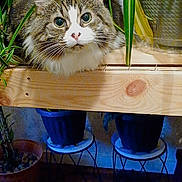 Samantha joined the competition — help win amazing prizes! animal, cat, closeup, cozy, curious, domestic, eyes, feline, fluffy, greenery, home_garden, indoor, leafy, nature, pet, plant_pot, plants, potted_plants, tabby, wooden_shelf