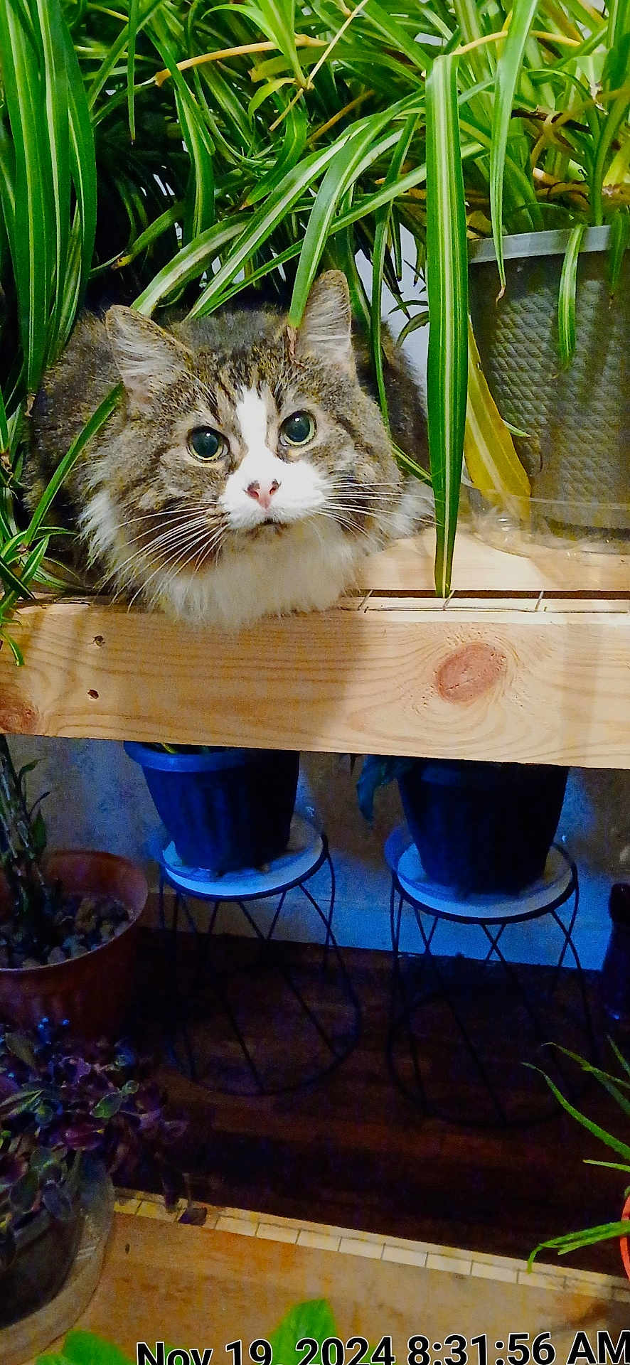 Samantha