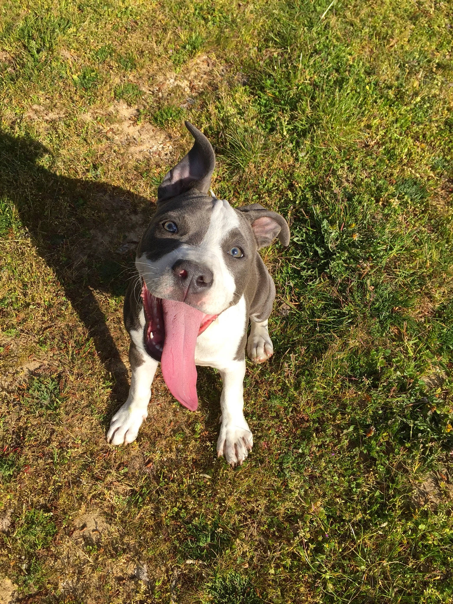Maëva participe au concours pour gagner de l'argent avec cette photo : adventure, boston_terrier, canidae, carnivore, collar, companion_dog, dog, dog_breed, dog_collar, fashion_accessory, fawn, grass, plant, snout, soil, sporting_group, tail, whiskers, working_animal, working_dog