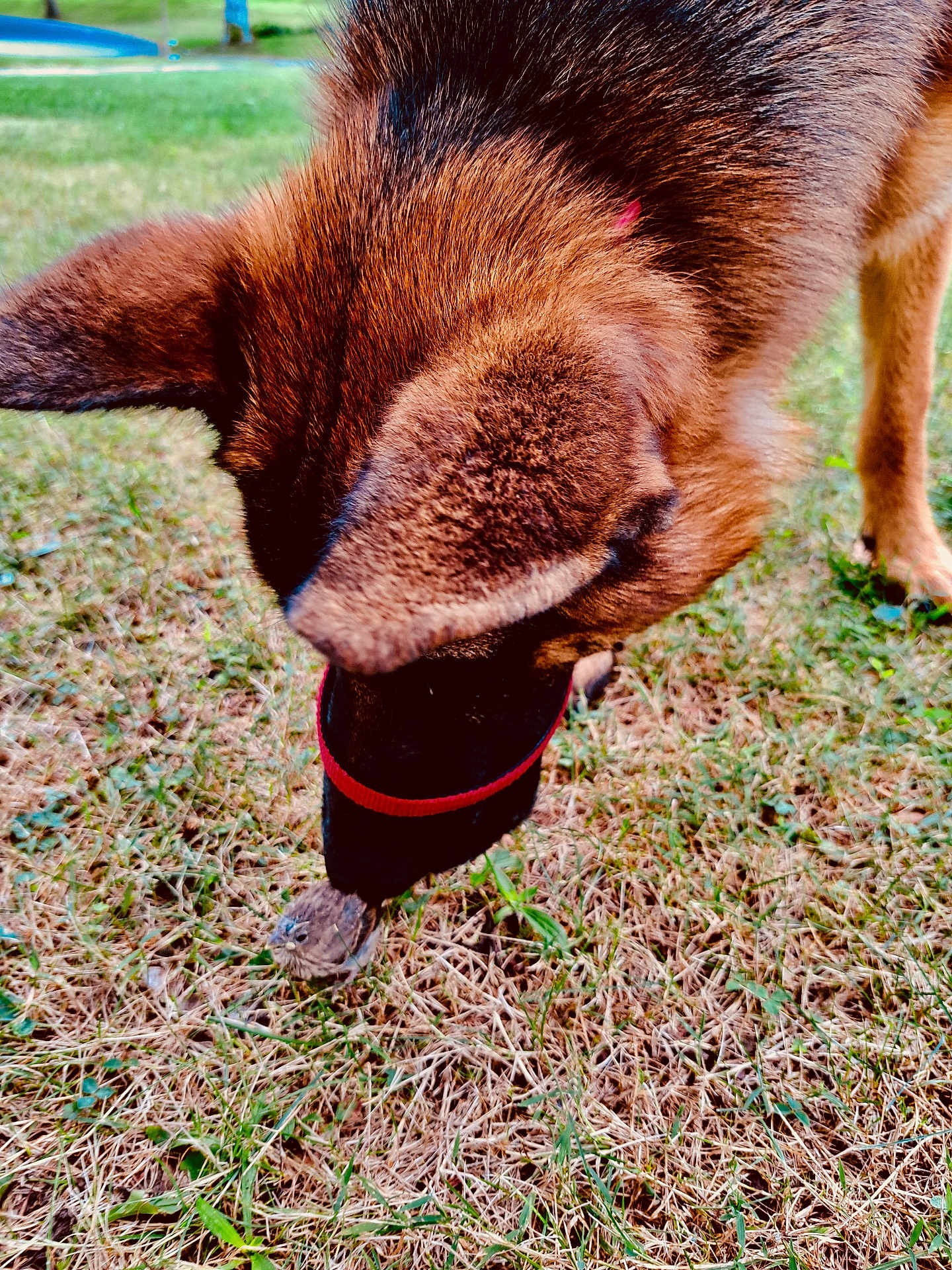 Georgie