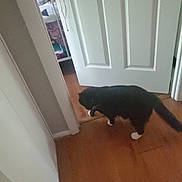 Richie is registered to the contest to win money with this photo: animal, bed, bedding, bedroom, black_cat, cat, curious, door, doorway, feline, floor, flooring, home, indoor, interior, pet, walking, white_door, white_paws, wooden_floor