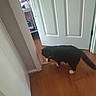 animal, bed, bedding, bedroom, black_cat, cat, curious, door, doorway, feline, floor, flooring, home, indoor, interior, pet, walking, white_door, white_paws, wooden_floor