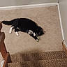 Richie joined the competition — help win amazing prizes! animal, black_and_white, carpet, cat, corner, cozy, domestic, feline, floor, home, indoor, paw, pet, playing, relaxed, resting, staircase, stairs, toy, white_paws