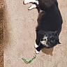 Richie is registered to the contest to win money with this photo: animal, black_and_white, carpet, cat, curious, cute, feline, floor, green_string, home, indoor, looking_up, lying_down, paws, pet, playful, relaxed, rug, toy, whiskers