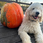 Wyatt is registered to the contest to win money with this photo: dog, pumpkin, outdoor, wooden_deck, fence, curly_fur, smiling, pet, animal, fall, autumn, nature, daylight, large_pumpkin, relaxed, happy, tongue_out, closeup, background_trees, collar