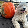 dog, pumpkin, outdoor, wooden_deck, fence, curly_fur, smiling, pet, animal, fall, autumn, nature, daylight, large_pumpkin, relaxed, happy, tongue_out, closeup, background_trees, collar