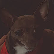 Pinky joined the competition — help win amazing prizes! dog, small_dog, red_shirt, pet, indoors, close_up, large_eyes, brown_fur, white_chest, ears, animal, cute, looking, dark, shadow, portrait, mammal, companion, domestic_animal, sitting