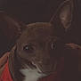dog, small_dog, red_shirt, pet, indoors, close_up, large_eyes, brown_fur, white_chest, ears, animal, cute, looking, dark, shadow, portrait, mammal, companion, domestic_animal, sitting