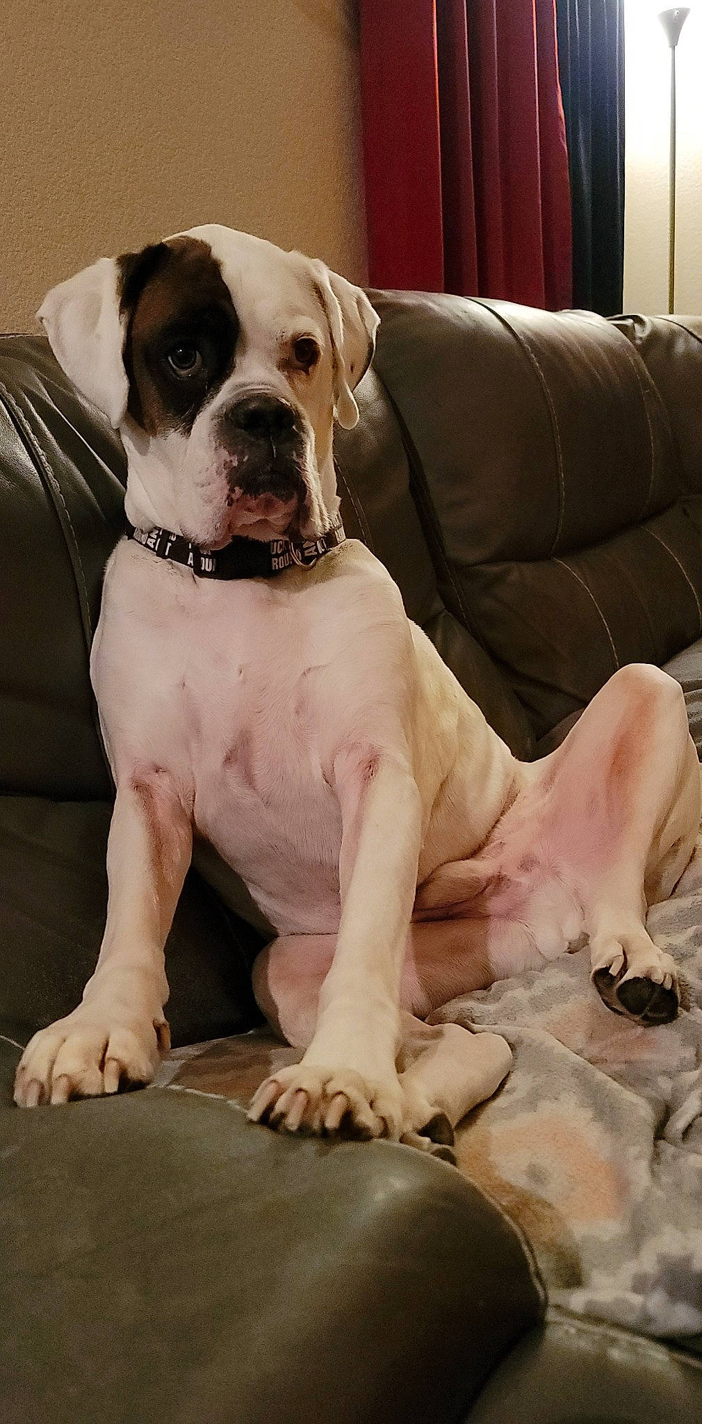 Hannibal is registered to the contest to win money with this photo: boxer, bulldog, carnivore, collar, comfort, companion_dog, couch, dog, dog_breed, dog_collar, fawn, molosser, sleeper_chair, snout, sofa_bed, studio_couch, whiskers, working_animal, working_dog, wrinkle