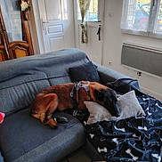 Mad a rejoint le concours — aidez-le/la à gagner de superbes lots ! blanket, comfort, couch, cozy, curtain, dog, door, floor, fly_swat, furniture, harness, indoor, living_room, natural_light, pet, pillow, resting, sleeping, window, wooden_table