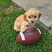 Daisy joined the competition — help win amazing prizes! puppy, dog, football, grass, clover, outdoor, pet, cute, brown_fur, junior_size, toy, playful, animal, young, small_dog, nature, sidewalk, paw, looking_up, fluffy