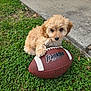 puppy, dog, football, grass, clover, outdoor, pet, cute, brown_fur, junior_size, toy, playful, animal, young, small_dog, nature, sidewalk, paw, looking_up, fluffy
