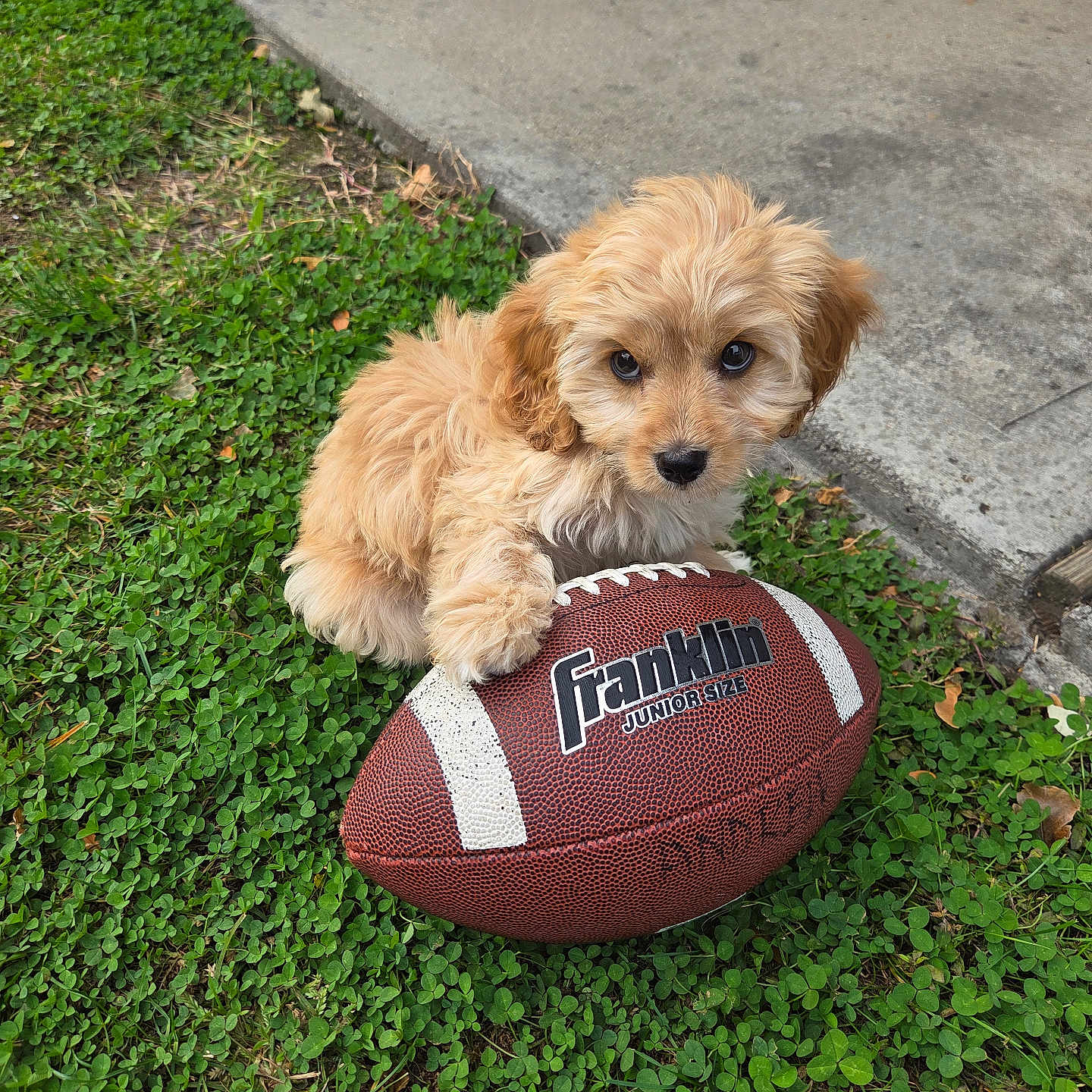 Daisy joined the competition — help win amazing prizes! animal, brown_fur, clover, cute, dog, fluffy, football, grass, junior_size, looking_up, nature, outdoor, paw, pet, playful, puppy, sidewalk, small_dog, toy, young