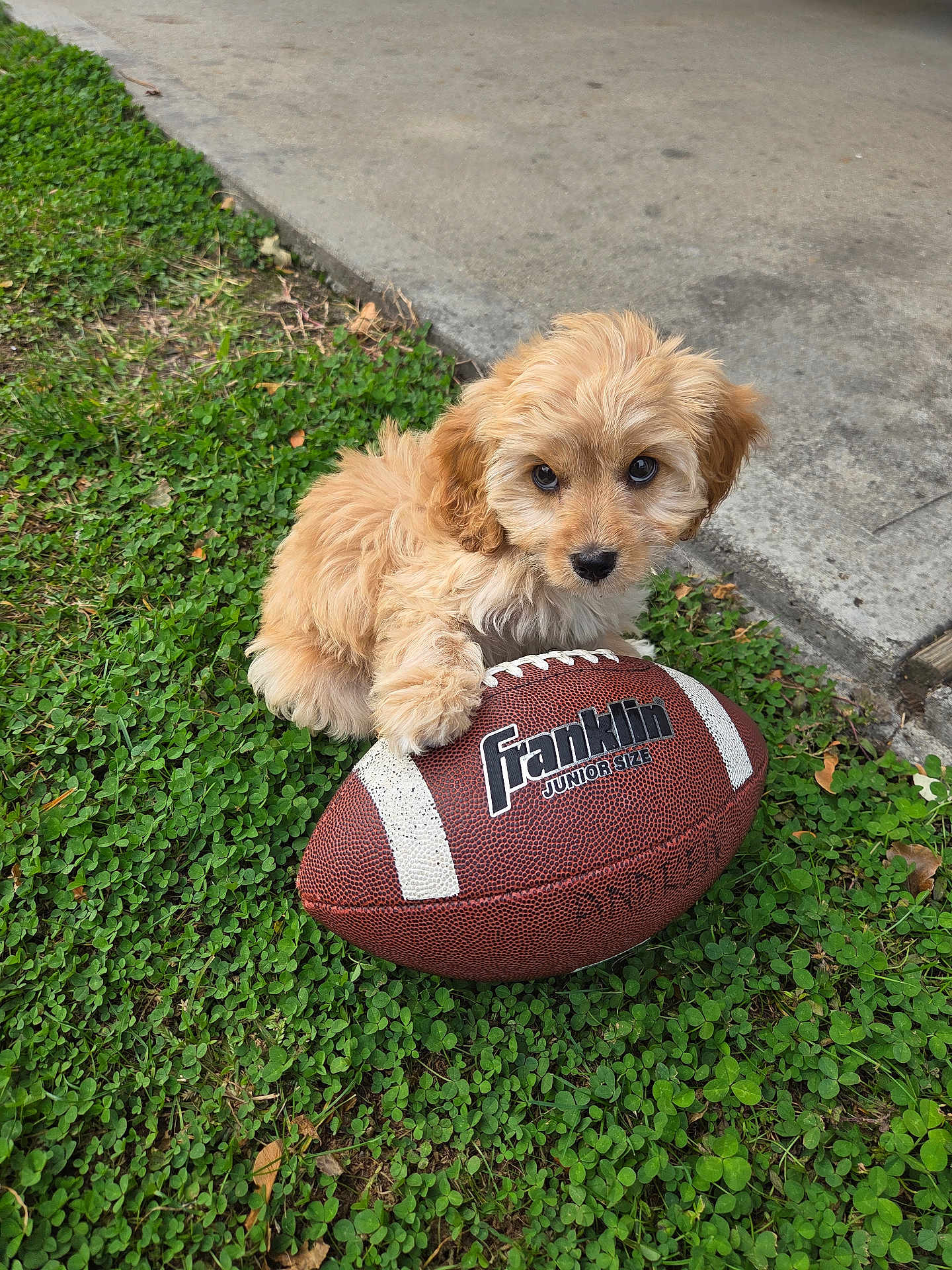 Daisy joined the competition — help win amazing prizes! puppy, dog, football, grass, clover, outdoor, pet, cute, brown_fur, junior_size, toy, playful, animal, young, small_dog, nature, sidewalk, paw, looking_up, fluffy
