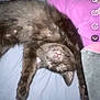 animal, bed, black_cat, blanket, cat, cute, domestic_animal, fangs, feline, fur, indoor, mouth, nose, paw, pet, relaxed, resting, sleeping, upside_down, whiskers