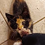 kitten, cat, calico, paw, curious, playful, pet, animal, feline, indoor, tile_floor, young, whiskers, cute, small, fur, claws, looking_up, domestic, closeup