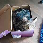 Hannah joined the competition — help win amazing prizes! animal, blue_rug, blurred_face, cardboard_box, cat, closeup, cozy, curious, cute, domestic_animal, feline, floor, homedecor, indoor, pet, resting, rug, small_box, tabby_cat, wood_floor
