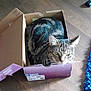 animal, blue_rug, blurred_face, cardboard_box, cat, closeup, cozy, curious, cute, domestic_animal, feline, floor, homedecor, indoor, pet, resting, rug, small_box, tabby_cat, wood_floor
