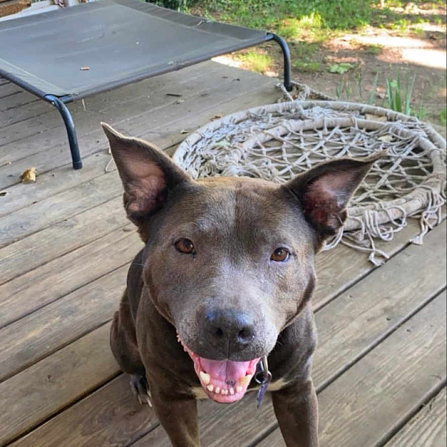 Bella joined the competition — help win amazing prizes! animal, architecture, building, bulldog, canine, deck, dog, house, housing, indoors, interiordesign, outdoors, pet, pitbull, plant, porch, pottedplant, puppy, shelter, wood