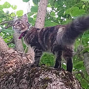 Oriana participe au concours pour gagner de l'argent avec cette photo : branch, cat, cat_like_mammal, fauna, tree, whiskers, wild_cat, wildlife