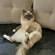 Taz participe au concours pour gagner de l'argent avec cette photo : cat, fluffy, relaxed, blue_eyes, sitting, couch, cushion, indoor, pet, feline, soft_fur, long_tail, beige, dark_blanket, curious, cozy, household, whiskers, paw, domestic_animal