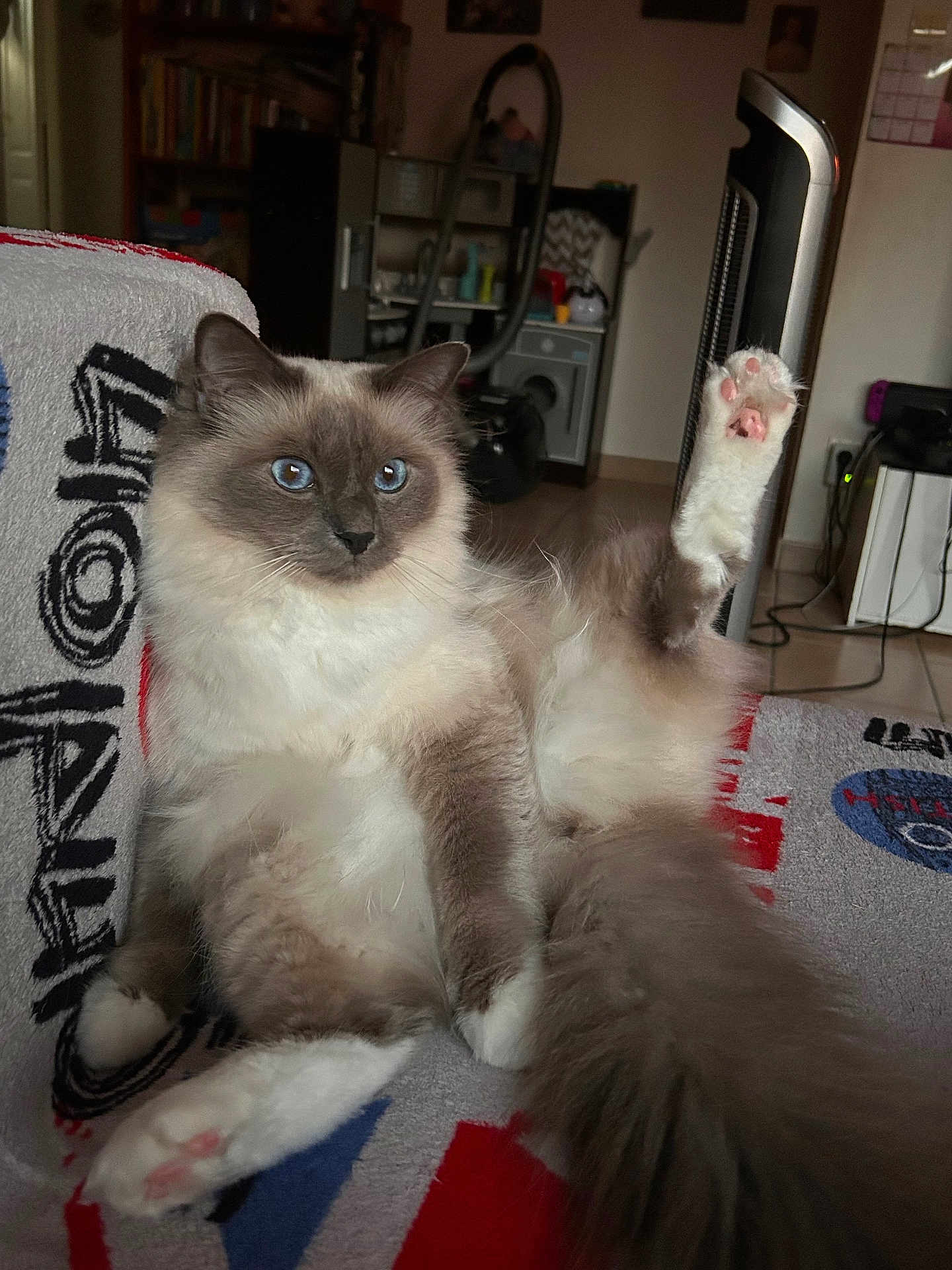 Taz