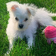 Willy is registered to the contest to win money with this photo: puppy, dog, white, fluffy, grass, outdoor, sunlight, toy, pink, pet, young, cute, animal, nature, playful, green, fur, small, adorable, relaxing